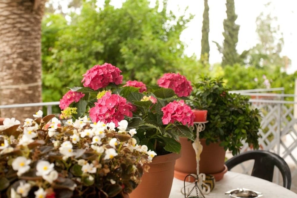 Veggie Garden Athens B&B מראה חיצוני תמונה
