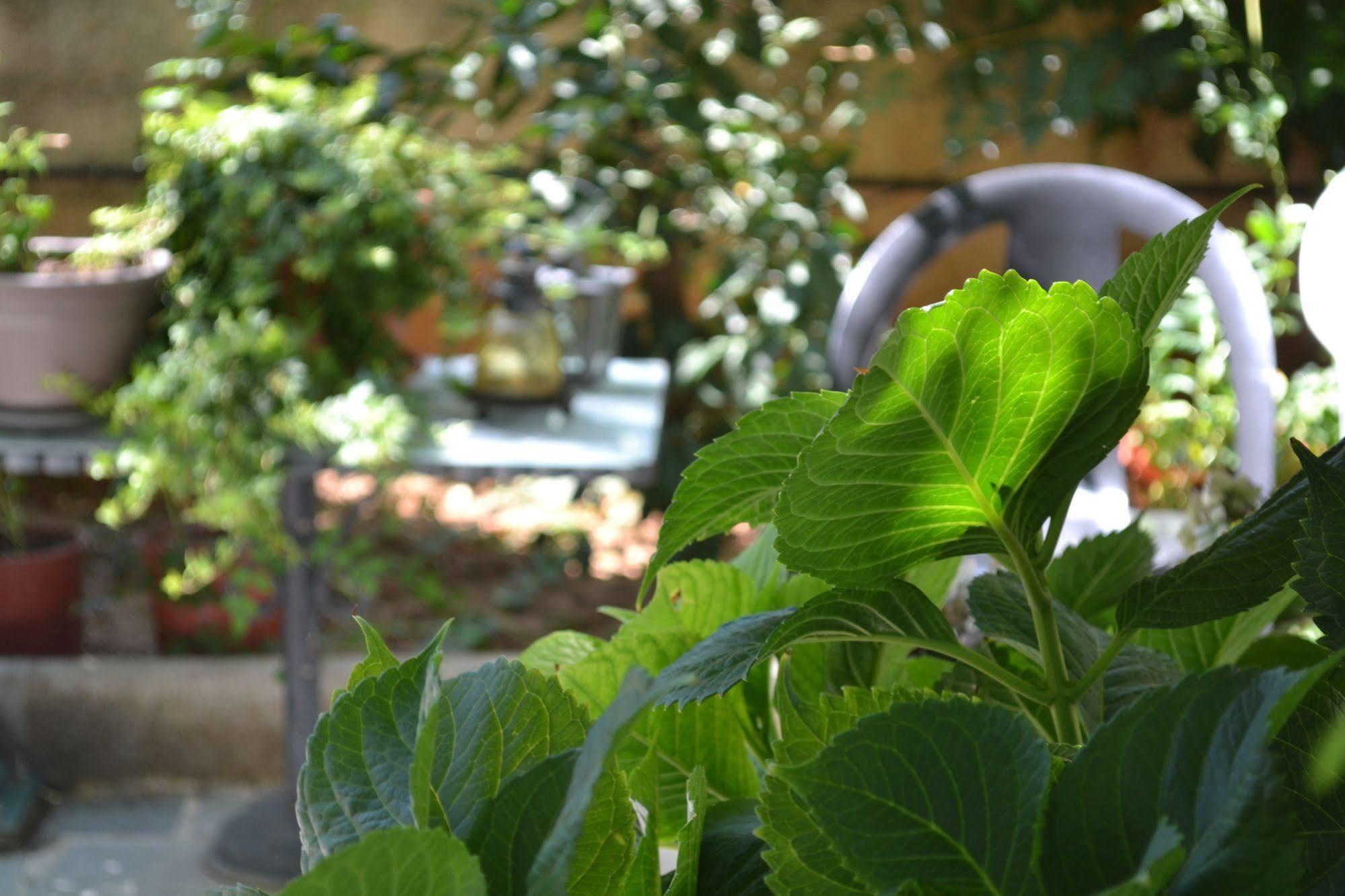 Veggie Garden Athens B&B מראה חיצוני תמונה